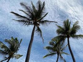 palmeras en el cielo azul en verano foto