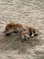 Dog sleeping on beach photo