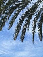 Palm leaves on blue sky photo