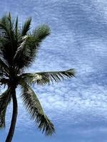 Palm tree on blue sky photo
