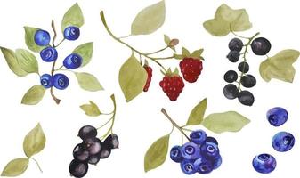 Watercolor hand drawn set of forest berries - blueberries, raspberries and currant, nine elements isolated on white background vector