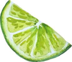 Watercolor hand drawn lime half slice fresh green citrus illustration isolated on the white background vector