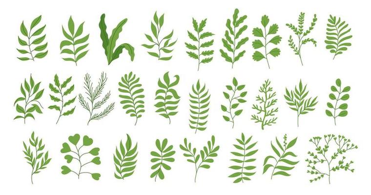 Vintage Set of Green Tropic Plant, Foliage Collection with colorful floral Botanical bundle Elements. Nature of plants garden. Hand drawn Flat Style, suitable for wedding invitation or banner