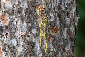 Color and texture of tree bark photo