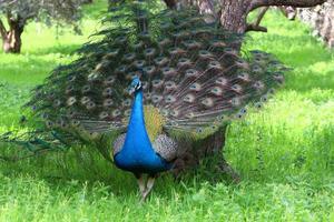 Peacock lives in a city park in Israel photo