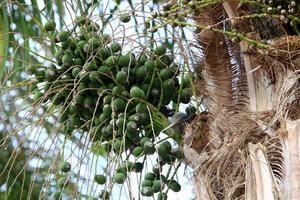 Dates ripen on a tall palm tree photo