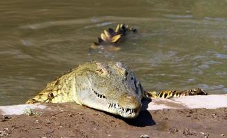 grandes cocodrilos en el hamat - reserva natural de gader en el norte de israel foto