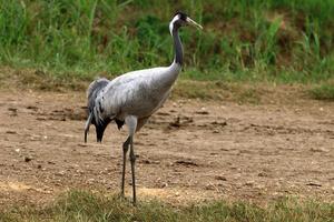 A large flock of cranes in the Hula nature reserve in northern Israel photo