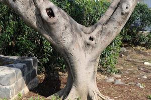 Curved trunk of a tall tree photo