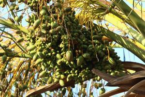 Dates ripen on a tall palm tree photo