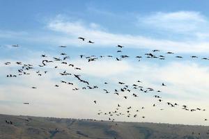 a large flock of cranes flies in the sky photo
