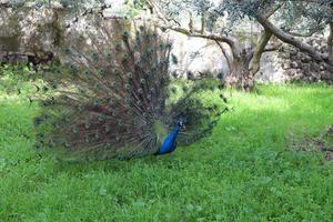 Peacock lives in a city park in Israel photo