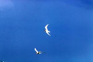 birds fly over the mediterranean sea photo