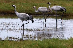 A large flock of cranes in the Hula nature reserve in northern Israel photo