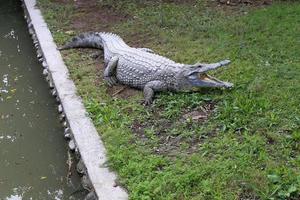 Large crocodiles in the Hamat - Gader nature reserve in northern Israel photo