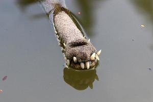 Large crocodiles in the Hamat - Gader nature reserve in northern Israel photo