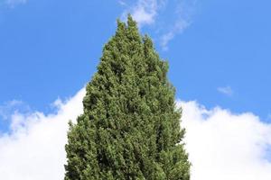 Crown of a tall tree in a city park photo