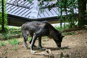 Little black wolf lives in the zoo photo