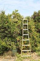 Rich harvest of citrus fruits in the collective farm garden photo