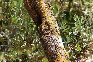 Color and texture of tree bark photo