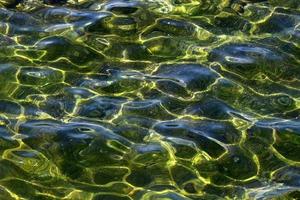Green algae on the Mediterranean coast photo