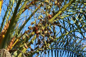 Dates ripen on a tall palm tree photo