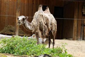 camello bactriano vive en un zoológico foto