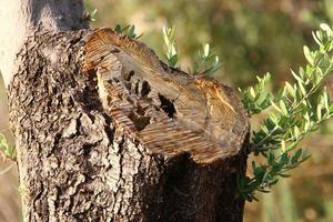 Color and texture of tree bark photo