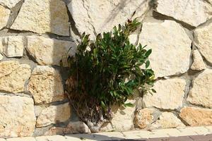 Green plants and flowers grow on rocks and rocks photo