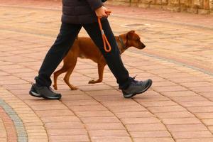 Dog for a walk in a city park in Israel photo