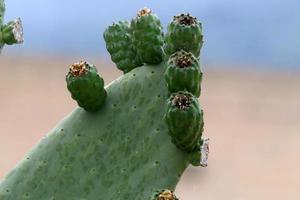 A large and prickly cactus grows in a city park photo