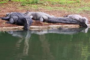 Large crocodiles in the Hamat - Gader nature reserve in northern Israel photo