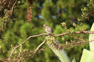 palomas en un parque de la ciudad en el norte de israel foto