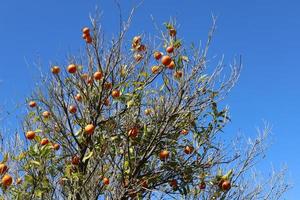 Rich harvest of citrus fruits in the collective farm garden photo