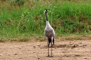 A large flock of cranes in the Hula nature reserve in northern Israel photo