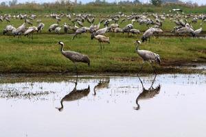 A large flock of cranes in the Hula nature reserve in northern Israel photo