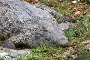 Large crocodiles in the Hamat - Gader nature reserve in northern Israel photo