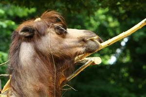 Bactrian camel lives in a zoo photo