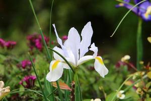 Summer flowers in a city park in Israel photo