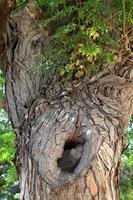 Color and texture of tree bark photo