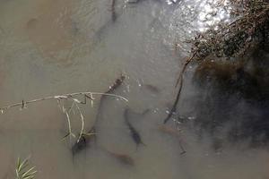 A lake in the north of Israel with huge catfish photo