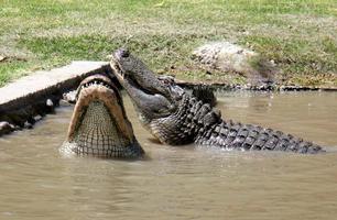 Large crocodiles in the Hamat - Gader nature reserve in northern Israel photo