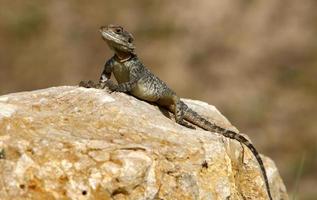 The lizard sits on a large stone in a city park. photo