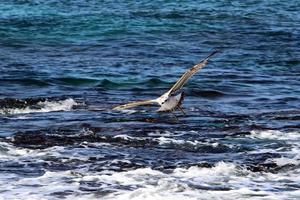 Mediterranean coast in northern Israel photo