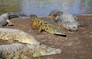 Large crocodiles in the Hamat - Gader nature reserve in northern Israel photo