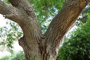 Color and texture of tree bark photo