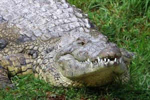 Large crocodiles in the Hamat - Gader nature reserve in northern Israel photo