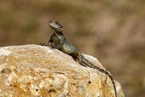The lizard sits on a large stone in a city park. photo