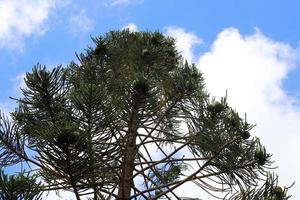 Crown of a tall tree in a city park photo