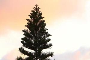 corona de un árbol alto en un parque de la ciudad foto